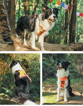 Load image into Gallery viewer, RetraHarn™:Your All-in-One Retractable Leash and Harness