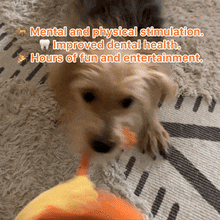 Load image into Gallery viewer, Animal Gang™ – Premium Chew Toys Designed to Clean Teeth