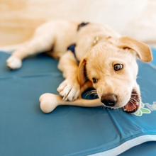 Load image into Gallery viewer, SOFT Durability CHEW TOY: Natural Plant-Based Ingredients, Perfect for Teething Puppies, Senior Dogs &amp; Gentle Chewers