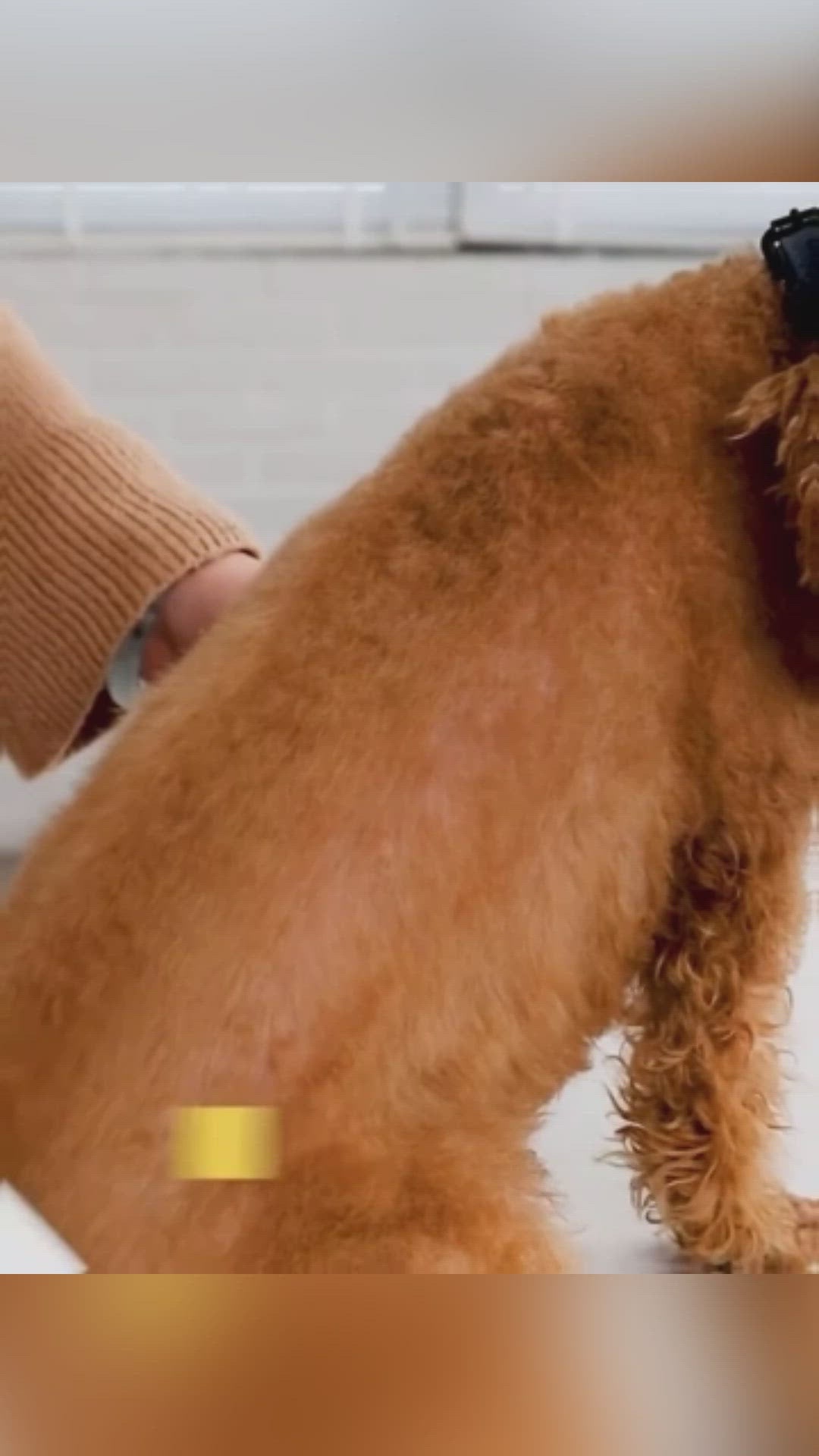 Magic Brushy: 2in1 Comb + Dryer