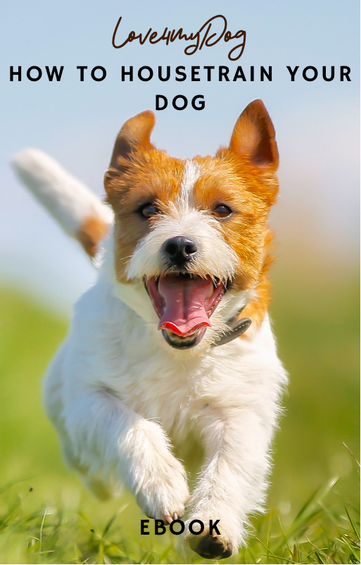 How to housetrain your dog