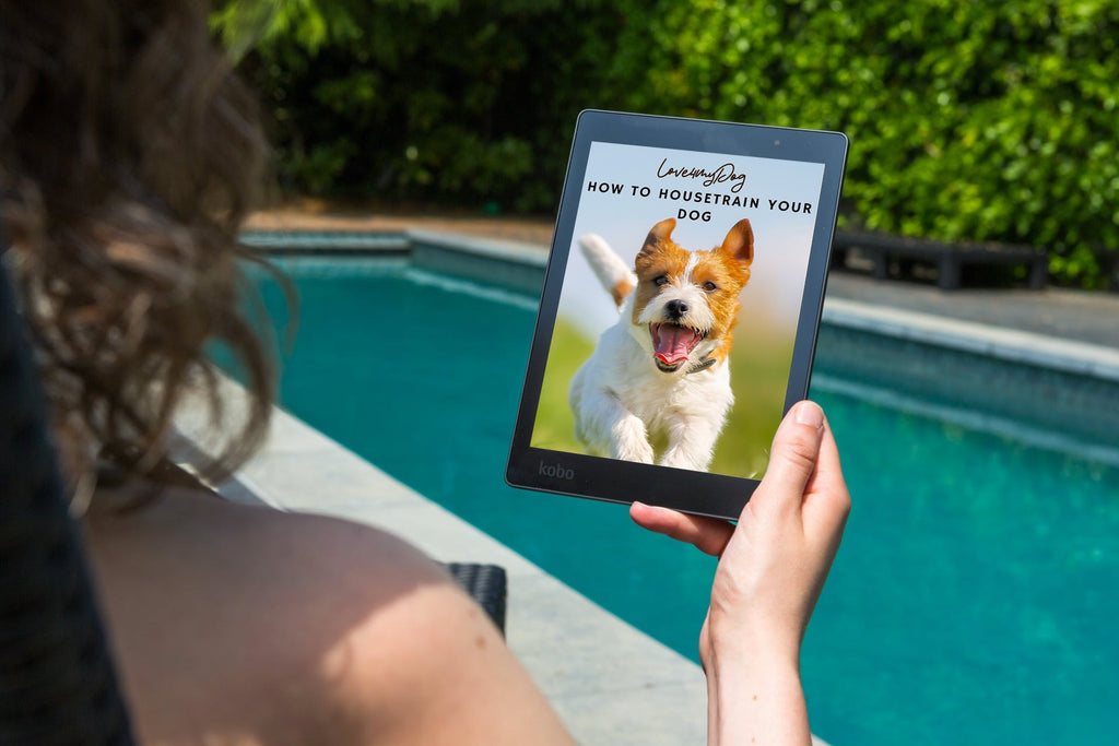 How to housetrain your dog